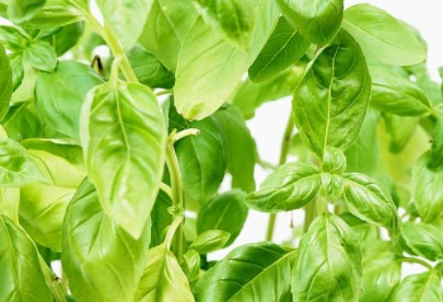 Use Basil for White Spots on Teeth Removal