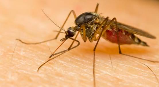 Remedies for Malaria Cure prevent Naturally at Home