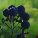 Blue Cohosh