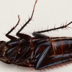 Home Remedies to Get Rid of Roaches Cockroaches