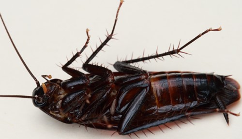 Home Remedies to Get Rid of Cockroaches House Apartment
