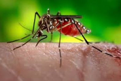 How to Get Rid of Mosquito Bites Overnight Home Remedies