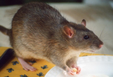 How to Kill Get rid of Rats Mouse Naturally