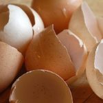 egg shell