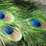 peacock feathers