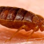 Home Remedies for Bed Bugs