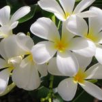 Jasmine Flower