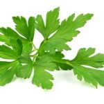 Parsley Leaves