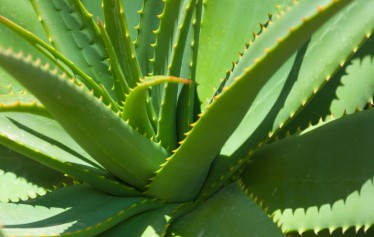 How to Use Aloe Vera for Hair Growth Fall control