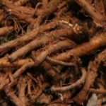 Dandelion Root