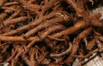 Dandelion root help to increase urine production