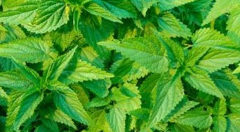 urinary retention Nettle Leaves remedy