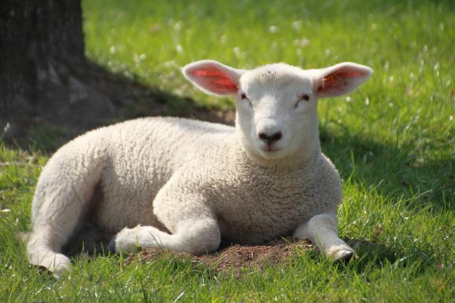 home remedies for lamb scours